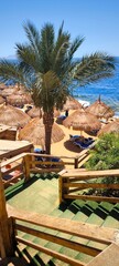 Aerial view of the beach with thatched umbrellas and a coconut palm