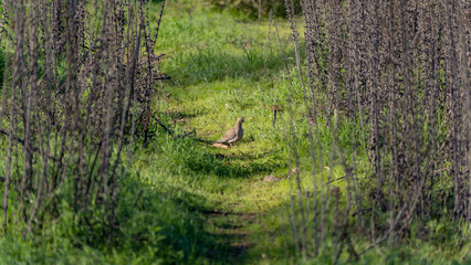 A mourning dove rests on a grassy trail in the winter sun