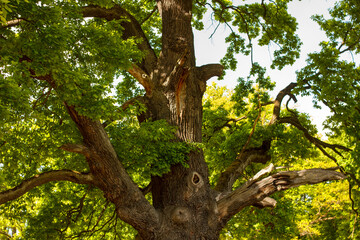 Obraz premium Close up of old oak tree trunk with rough bark texture