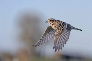 Fototapeta premium A small brown lark bird in mid-flight with wings fully spread, showcasing detailed patterned feathers against a soft, blurred blue sky background.