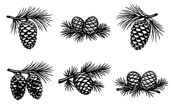 Hand drawn pine cone and branch set featuring various conifer elements for winter or nature designs