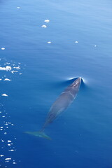 Naklejka premium Minke Whale on a sunny day in Antarctica