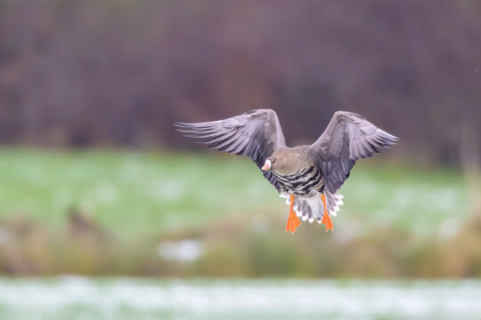 Blaessgans Anser albifrons white fronted goose