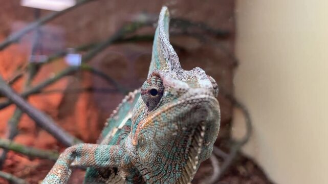 Ein Jemen Chameleon im Therarium.