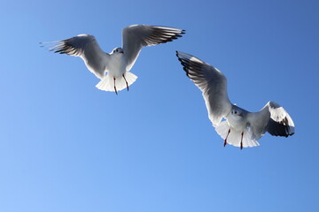 Seagulls dancing a duet in the blue sky