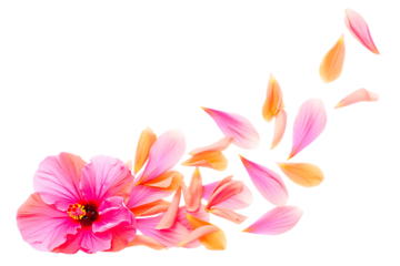 Delicate pink and orange petals of blooming flowers with falling leaves isolated on transparent background