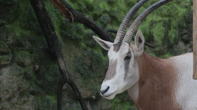 Scimitar-horned oryx gazing in its natural habitat