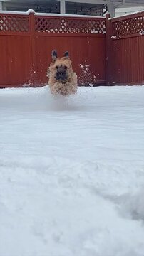 Adorable small yorkie poo dog bounding through the snow in slow motion in a backyard