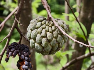 srikaya or Annona squamosa fruit with blurred background