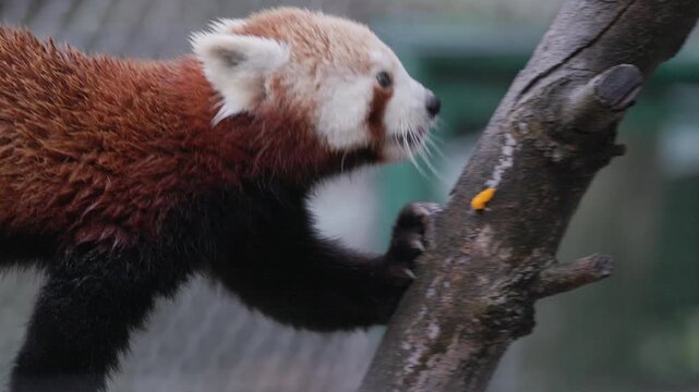 Wet red panda walking on a branch