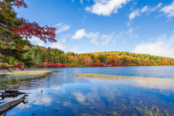 日本の風景・秋　長野県佐久穂町　北八ヶ岳　紅葉の白駒の池