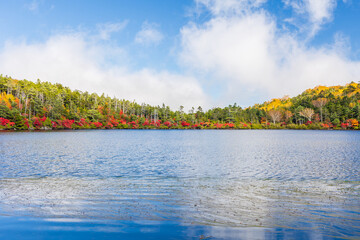 日本の風景・秋　長野県佐久穂町　北八ヶ岳　紅葉の白駒の池