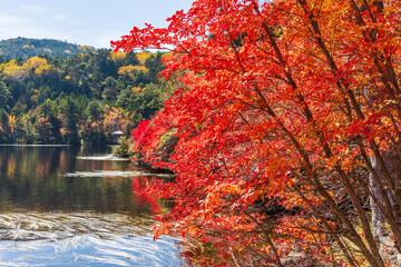 日本の風景・秋　長野県佐久穂町　北八ヶ岳　紅葉の白駒の池
