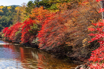 日本の風景・秋　長野県佐久穂町　北八ヶ岳　紅葉の白駒の池