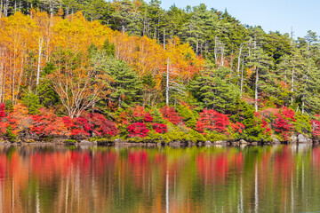 日本の風景・秋　長野県佐久穂町　北八ヶ岳　紅葉の白駒の池
