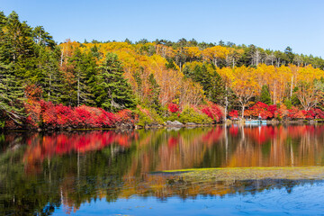 日本の風景・秋　長野県佐久穂町　北八ヶ岳　紅葉の白駒の池