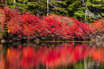 日本の風景・秋　長野県佐久穂町　北八ヶ岳　紅葉の白駒の池