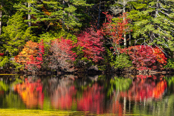 日本の風景・秋　長野県佐久穂町　北八ヶ岳　紅葉の白駒の池