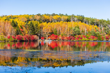 日本の風景・秋　長野県佐久穂町　北八ヶ岳　紅葉の白駒の池