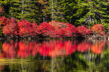 日本の風景・秋　長野県佐久穂町　北八ヶ岳　紅葉の白駒の池
