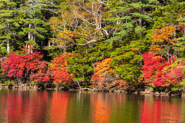 日本の風景・秋　長野県佐久穂町　北八ヶ岳　紅葉の白駒の池