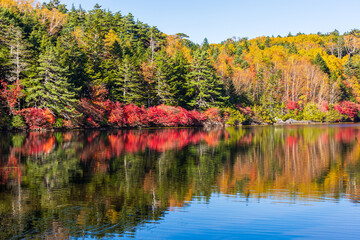 日本の風景・秋　長野県佐久穂町　北八ヶ岳　紅葉の白駒の池