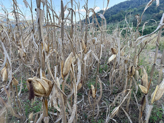 Dried corn cob on a stalk in a harvested field, showing rural agriculture, crop maturity, and the natural cycle of farming after harvest