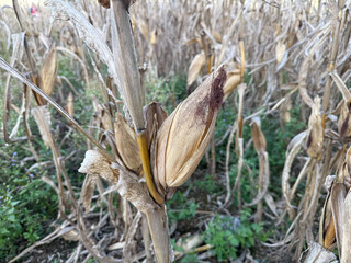 Dried corn cob on a stalk in a harvested field, showing rural agriculture, crop maturity, and the natural cycle of farming after harvest