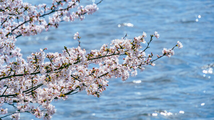 川辺のサクラの花