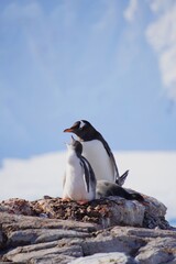 Obraz premium Gentoo Penguin with chicks