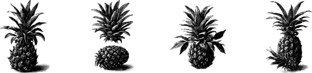 Vintage Pineapple Engraving Set Detailed Texture Leaves Black Ink vector Illustration