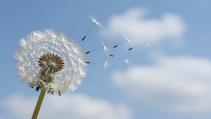 Obraz premium Dandelion seed heads blowing in the wind against a soft blue sky with clouds