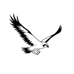 Obraz premium Osprey. Osprey simple black and white line art vector logo