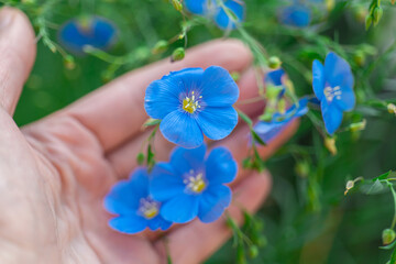 Fresh blue flax flowers Linum usitatissimum, surrounded by green stems and buds. natural health products, plant-based cosmetics, ecology and traditional agriculture. 
