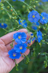 flax flower blooming in a human hand. herbal medicine, organic textiles and eco-friendly farming. 