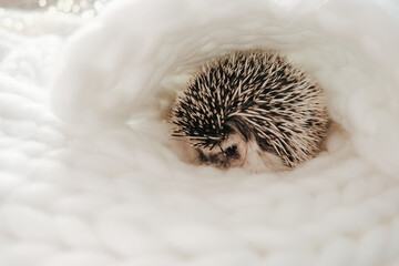 Domestic hedgehog resting in soft white bedding