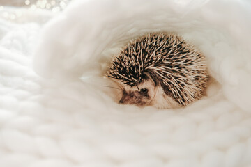 A small pet relaxing in a cozy setting.Domestic hedgehog resting in soft white bedding. 
