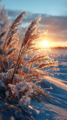 Snow covered reeds against a winter sunset sky nature scene landscape