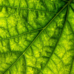 Leaf