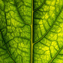 Leaf