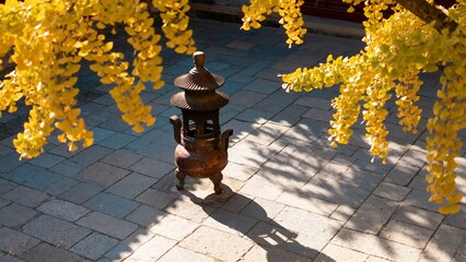 Footage of golden ginkgo leaves still on trees inside an ancient temple, with a rustic incense burner, highlighting autumn foliage, traditional architecture, and spiritual ambiance.