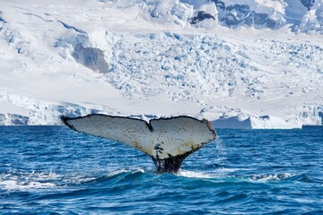 Tail fin of a diving humpback whale in Antarctica © s.a.m.