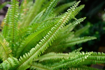 Close up of Boston fern fronds Nephrolepis exaltata evergreen fern species from the...