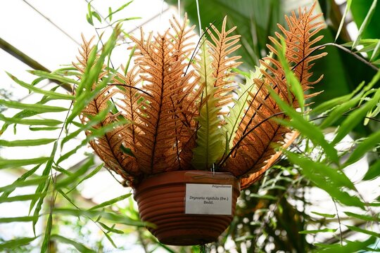 Hanging fern Drynaria rigidula with brown fertile fronds in pot tropical epiphytic plant from the Polypodiaceae family growing in greenhouse