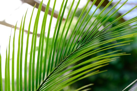 Detailed view of Macrozamia macdonnellii leaf in tropical greenhouse. Rare cycad species with elegant structure and vibrant green foliage.
