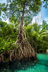 Mangrove tree and blue water on a sunny day