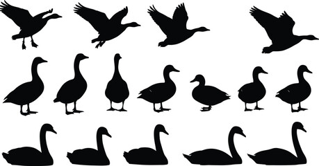 Black silhouette vector illustration set of ducks, geese, and swans, flying and standing waterfowl icons, nature bird collection isolated on white background, © Vector World
