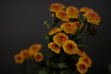 Wide variety of different types of floral images, 