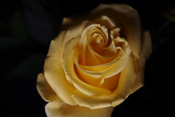 Wide variety of different types of floral images, 