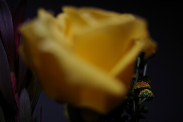 Wide variety of different types of floral images, 